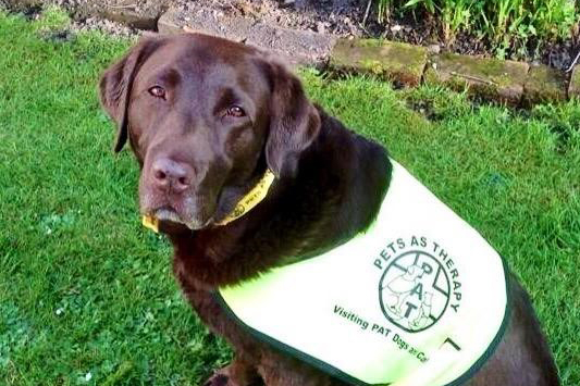Choco the labrador has visited a school and a home for people with dementia in Oxfordshire