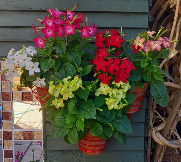 A hanging basket in Gisella's garden