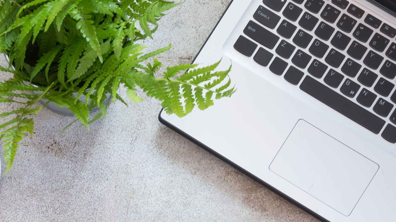 laptop-plant-martin-hogg-blog-banner